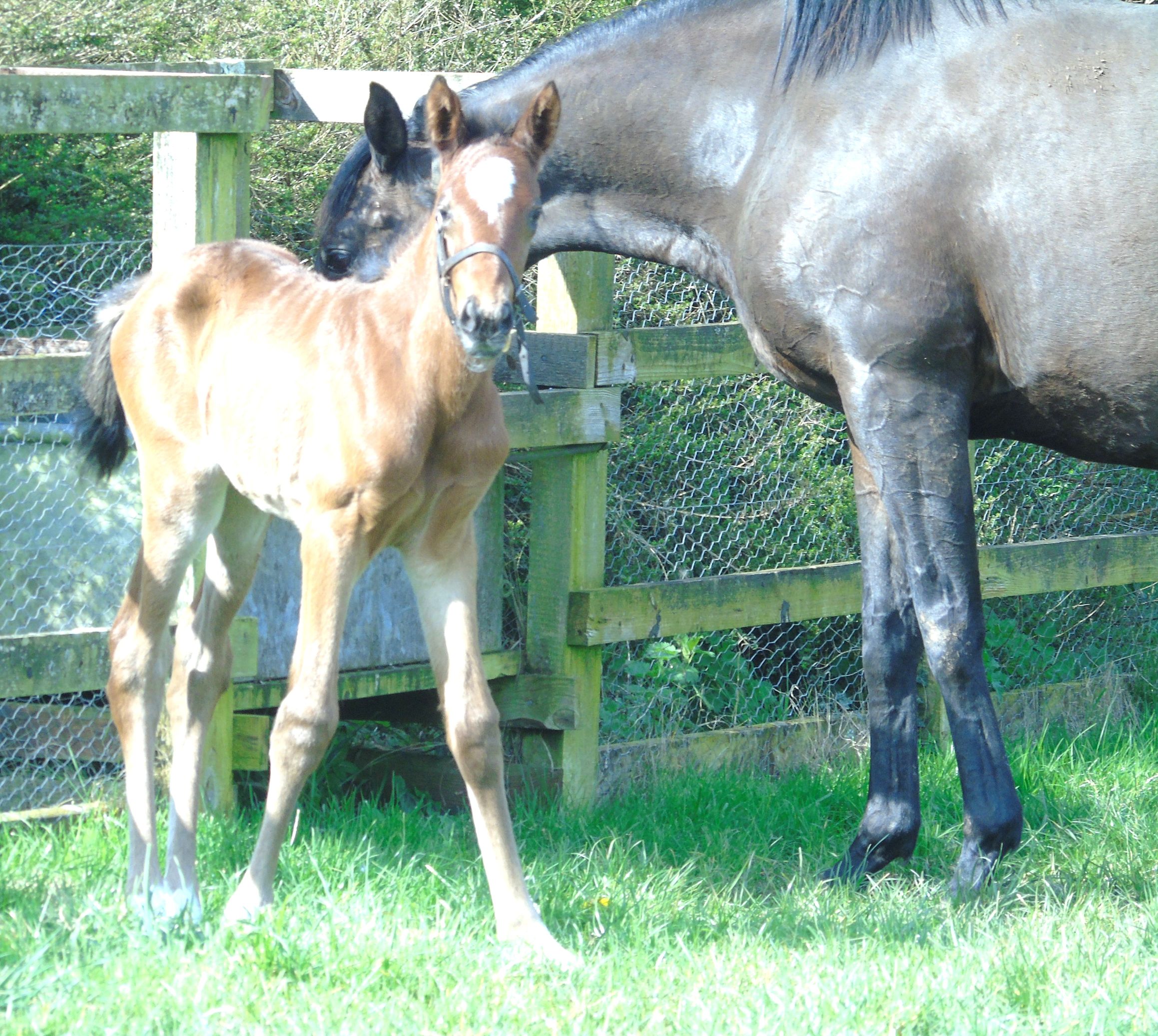 2026 filly by Frankel